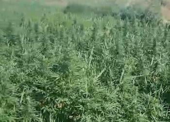 Қарасора: свыше 15 тонн наркотиков изъято из незаконного оборота