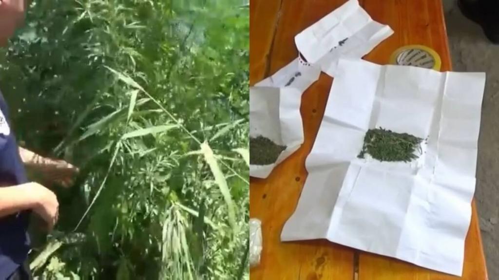 За выращивание и хранение наркотиков задержаны жители Атырау