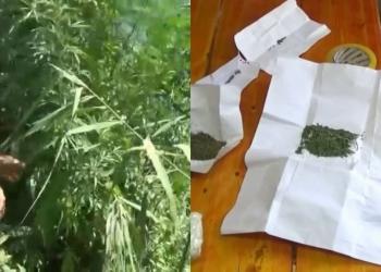 За выращивание и хранение наркотиков задержаны жители Атырау