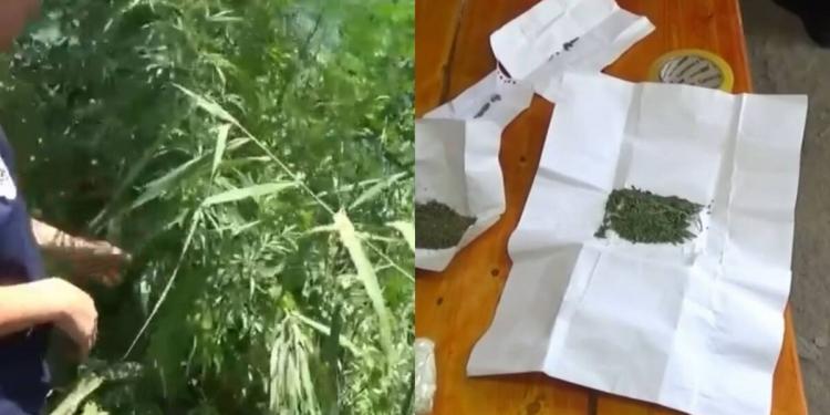 За выращивание и хранение наркотиков задержаны жители Атырау