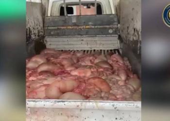 Регистрация скотокрадства снизалась почти вдвое в Туркестанской области