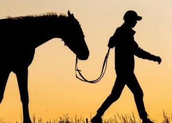 Лошадь за 700 тысяч тенге похитили с вольного пастбища в Туркестанской области