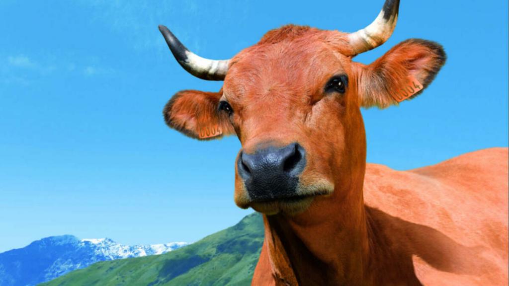 Порядка 1,5 тысяч павлодарцев наказали за бесконтрольный выпас скота