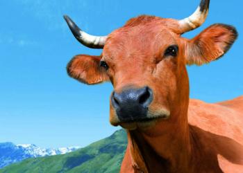 Порядка 1,5 тысяч павлодарцев наказали за бесконтрольный выпас скота