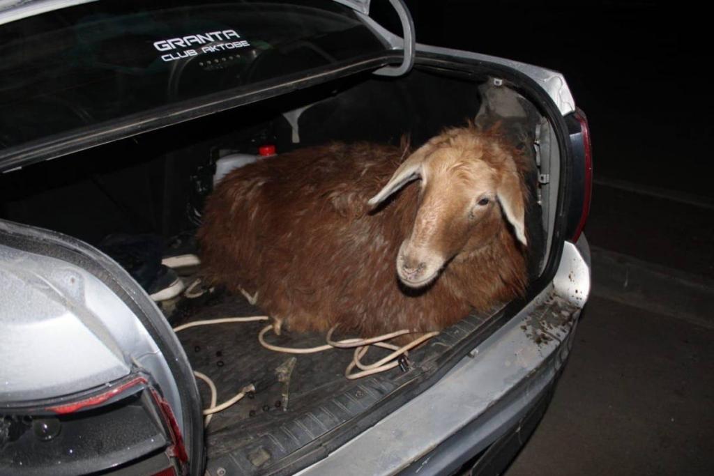 Двое студентов подозреваются в серии краж овец в Актобе