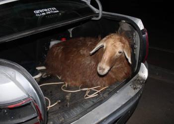 Двое студентов подозреваются в серии краж овец в Актобе