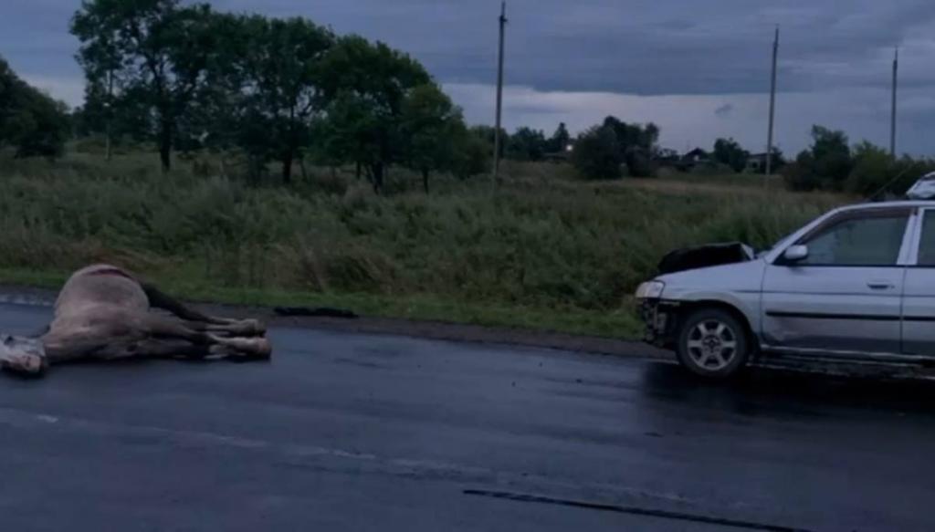 Более 2 тысяч пастухов оштрафованы за нарушение правил выпаса скота в Жетысу