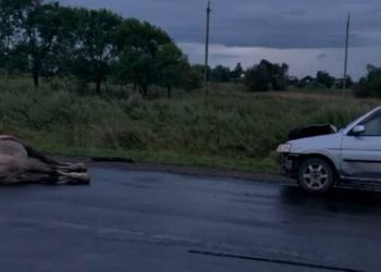 Более 2 тысяч пастухов оштрафованы за нарушение правил выпаса скота в Жетысу