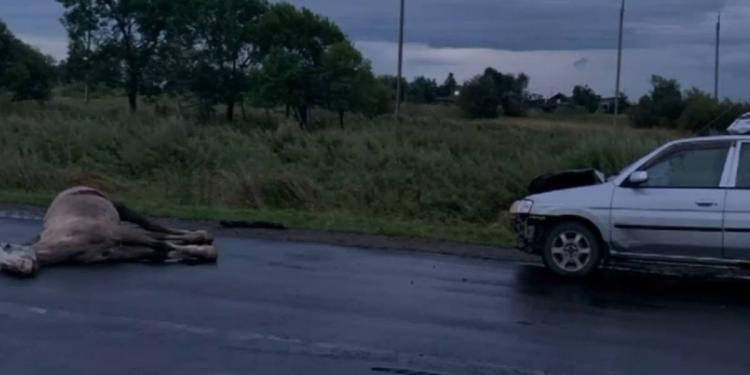 Более 2 тысяч пастухов оштрафованы за нарушение правил выпаса скота в Жетысу