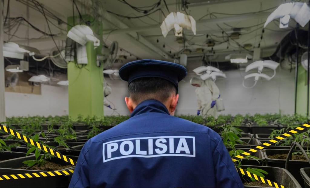 Крупная партия марихуаны изъята в Алматы: ликвидирована фитолаборатория