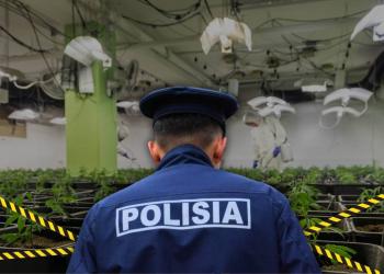 Крупная партия марихуаны изъята в Алматы: ликвидирована фитолаборатория