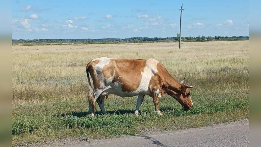 Меры в отношении владельцев скота усилили в Павлодарской области