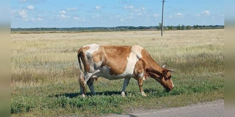 Меры в отношении владельцев скота усилили в Павлодарской области