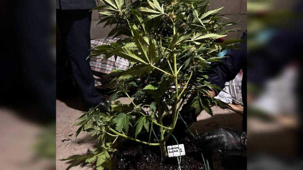 Полиция ликвидировала плантацию марихуаны в пристоличном районе