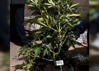 Полиция ликвидировала плантацию марихуаны в пристоличном районе