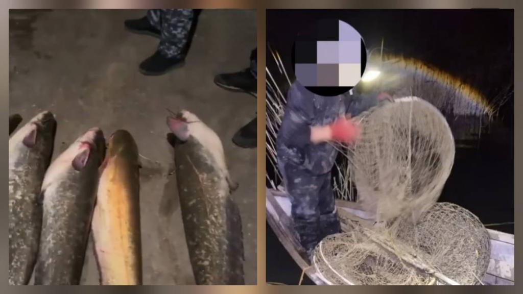 Браконьер с 45 кг рыбы задержан в Жамбылской области
